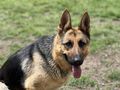 Schferhund - Rassehunde - Bild 5