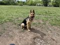 Schferhund - Rassehunde - Bild 6