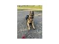Schferhund - Rassehunde - Bild 7