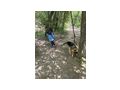 Schferhund - Rassehunde - Bild 8