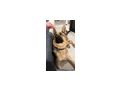 Schferhund - Rassehunde - Bild 9