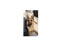 Schferhund - Rassehunde - Bild 10