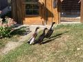 Laufenten - Weitere Kleintiere - Bild 3