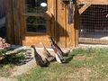 Laufenten - Weitere Kleintiere - Bild 1