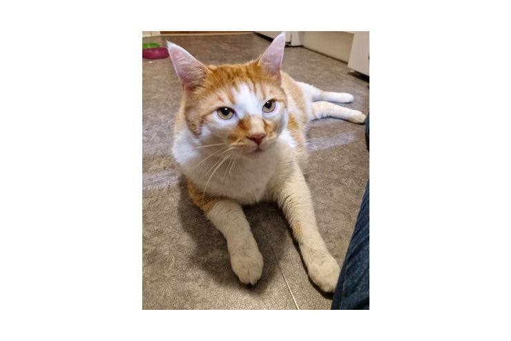 2 Katzen Zubehr kostenlos abzugeben - Mischlingskatzen - Bild 1