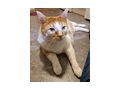 2 Katzen Zubehr kostenlos abzugeben - Mischlingskatzen - Bild 1