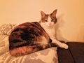 2 Katzen Zubehr kostenlos abzugeben - Mischlingskatzen - Bild 2