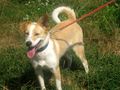 Summer wartet Zuhause - Mischlingshunde - Bild 2