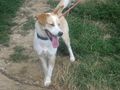 Summer wartet Zuhause - Mischlingshunde - Bild 5