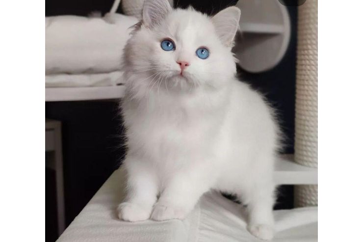 Sch�ne Ragdoll Katzen verf�gbar - Mischlingskatzen - Bild 1