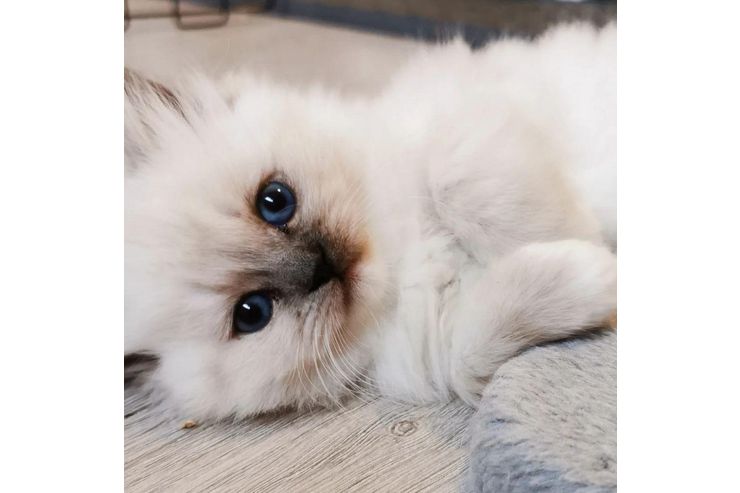 Wundersch�ne Ragdoll Katzen erh�ltlic - Mischlingskatzen - Bild 1
