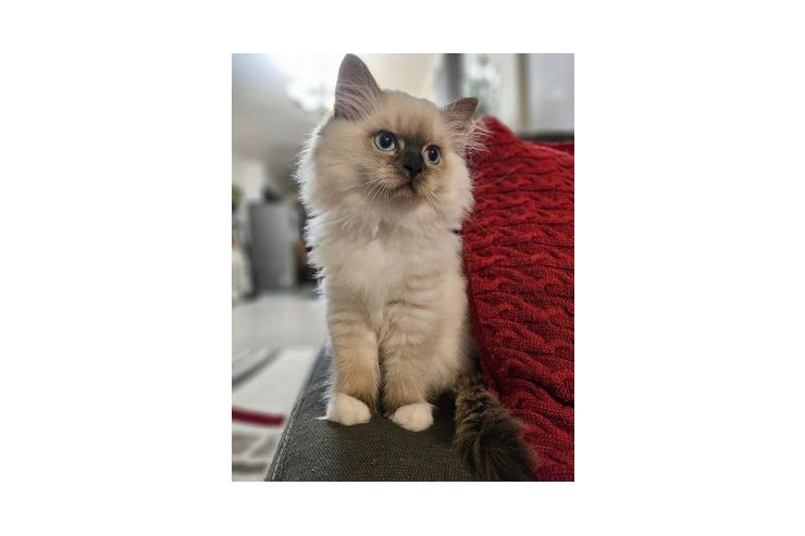 S��e Ragdoll Katzen - Mischlingskatzen - Bild 1