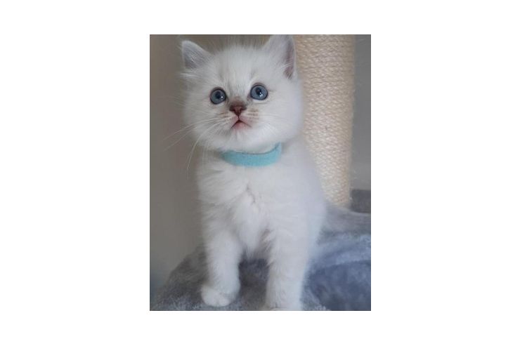 Ragdoll Katzen Verkauf - Mischlingskatzen - Bild 1