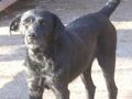 Bardy Teil IHRER Familie - Mischlingshunde - Bild 3
