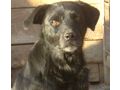 Bardy Teil IHRER Familie - Mischlingshunde - Bild 6