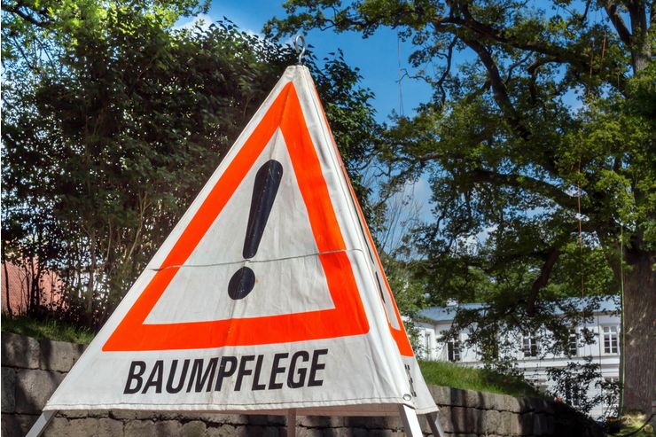 Baumpflege Baumschnitt Baumkontrolle - Gartendekoraktion - Bild 1