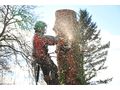 Baumpflege Baumschnitt Baumkontrolle - Gartendekoraktion - Bild 3