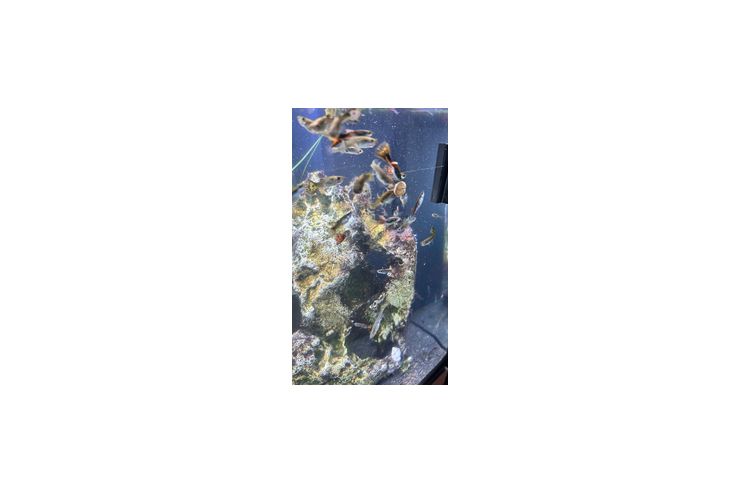 Guppys verschenken - Fische - Bild 1