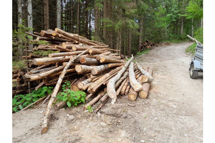 Brennholz - Brennholz & Pellets - Bild 1