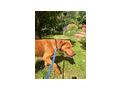Choby NOTFALL �sterreich - Mischlingshunde - Bild 10