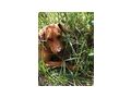 Choby NOTFALL �sterreich - Mischlingshunde - Bild 11