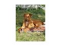 Choby NOTFALL �sterreich - Mischlingshunde - Bild 1