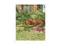 Choby NOTFALL �sterreich - Mischlingshunde - Bild 6