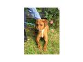 Choby NOTFALL �sterreich - Mischlingshunde - Bild 8