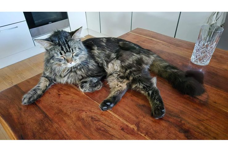 Finderlohn 500 Kater vermisst 6840 G�tzis - Mischlingskatzen - Bild 1