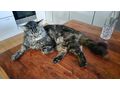 Finderlohn 500 Kater vermisst 6840 G�tzis - Mischlingskatzen - Bild 1