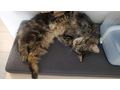 Finderlohn 500 Kater vermisst 6840 G�tzis - Mischlingskatzen - Bild 2