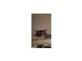 Finderlohn 500 Kater vermisst 6840 G�tzis - Mischlingskatzen - Bild 3