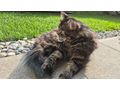 Finderlohn 500 Kater vermisst 6840 G�tzis - Mischlingskatzen - Bild 4