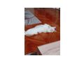 Kater - Mischlingskatzen - Bild 2