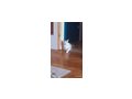 Kater - Mischlingskatzen - Bild 3