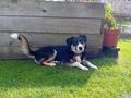 Appenzeller Mischling - Mischlingshunde - Bild 1
