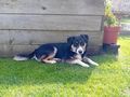 Appenzeller Mischling - Mischlingshunde - Bild 2