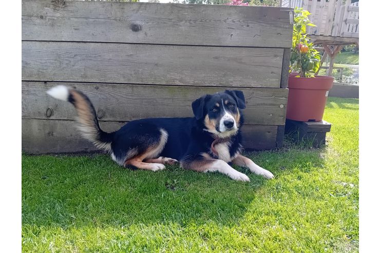 Hund Appenzeller Mischling - Mischlingshunde - Bild 1