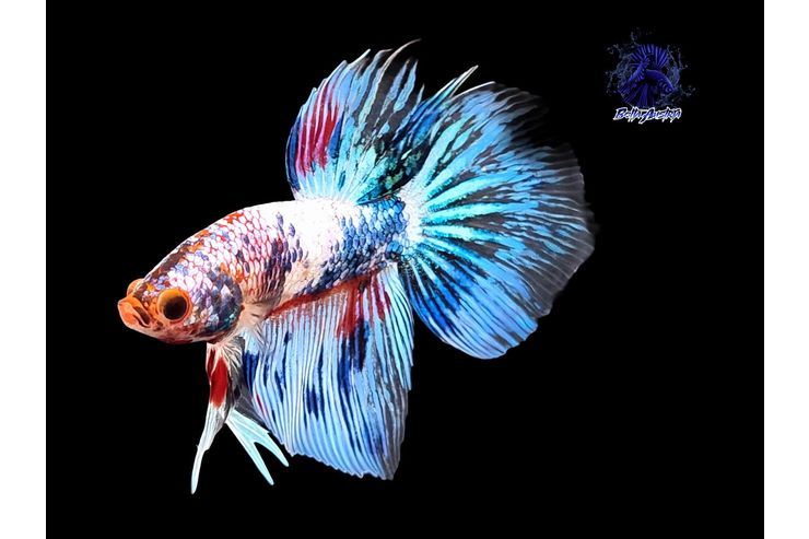 Kampffisch - Fische - Bild 1