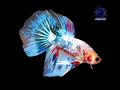 Kampffisch - Fische - Bild 2