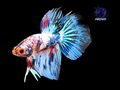 Kampffisch - Fische - Bild 1