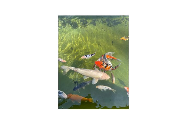 24 Stk Koi 20 60cm gesund verschenken - Fische - Bild 1