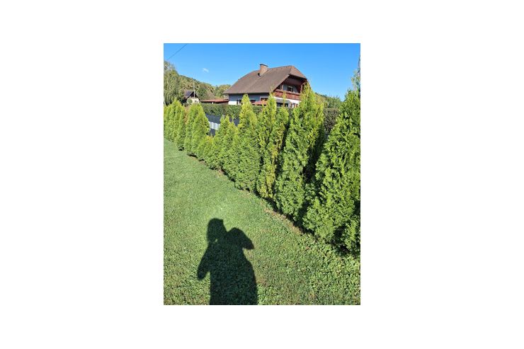 Thujen - Pflanzen - Bild 1