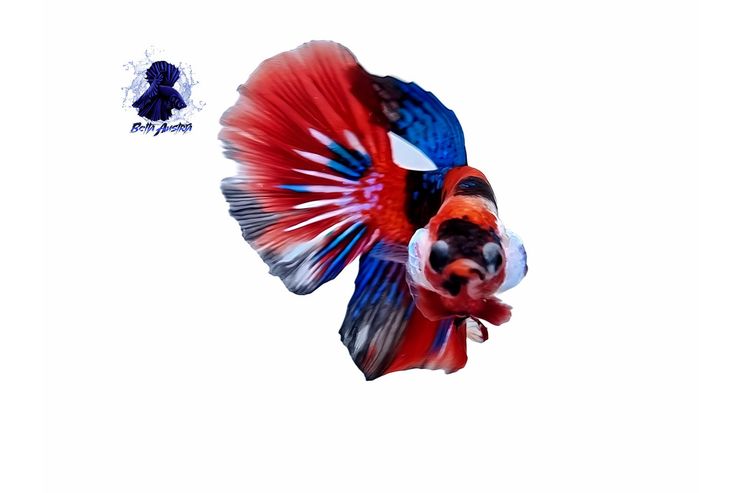 Kampffisch - Fische - Bild 1