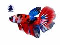 Kampffisch - Fische - Bild 3