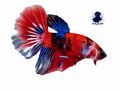 Kampffisch - Fische - Bild 2