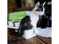 Babykatze OREO Die schwarz wei�e Sch�nheit - Mischlingskatzen - Bild 1