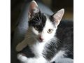 Babykatze OREO Die schwarz wei�e Sch�nheit - Mischlingskatzen - Bild 3