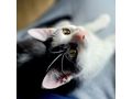 Babykatze OREO Die schwarz wei�e Sch�nheit - Mischlingskatzen - Bild 4