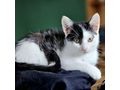 Babykatze OREO Die schwarz wei�e Sch�nheit - Mischlingskatzen - Bild 2